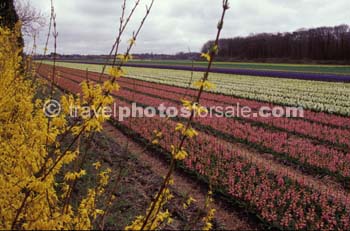 flowerfields