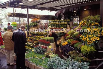amsterdam flowers