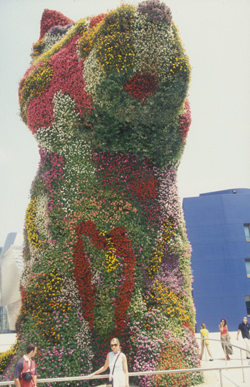 DOG SHRUB