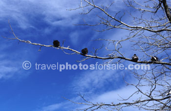 BIRDS ON A WIRE