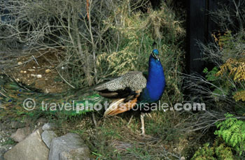 PEACOCK