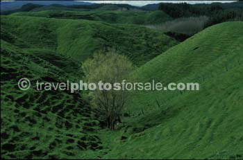 LUSH GRASSLANDS