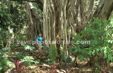 BIG TREE