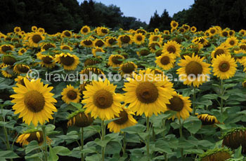 SUNFLOWERS