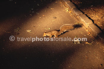 CENTRAL PARK SQUIRREL