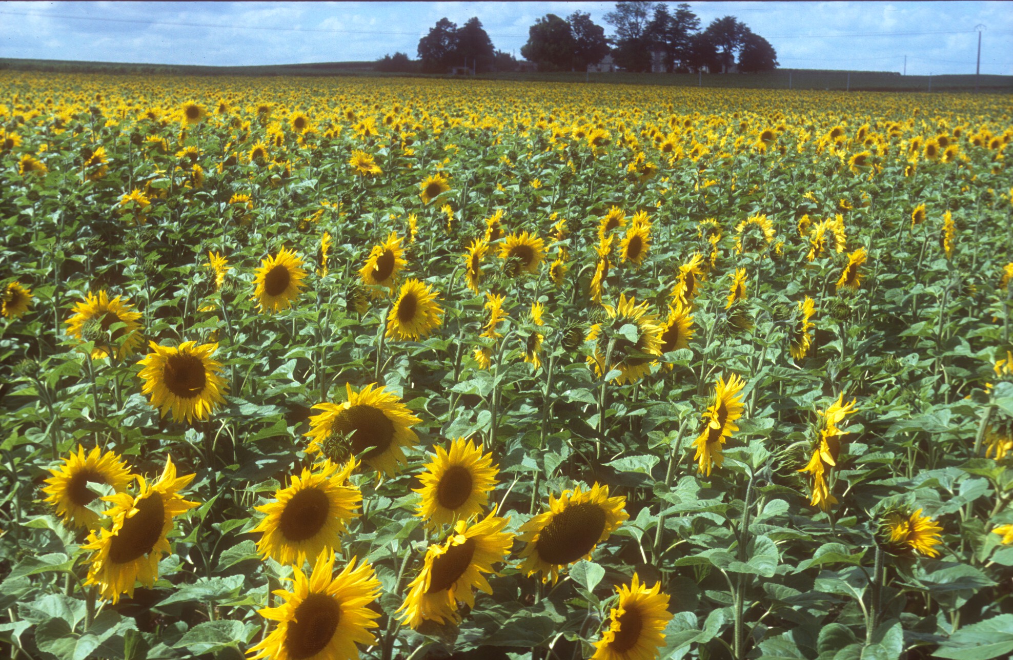 FRSUNFLOWERS3