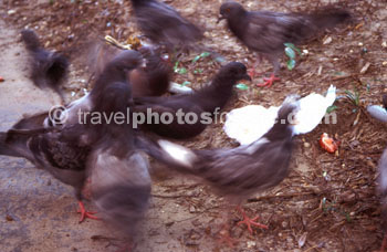 FEEDING BIRDS