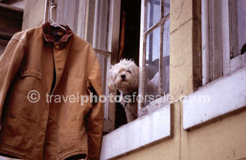 NOSEY DOG