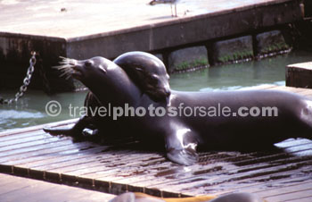 SEALS AT PLAY