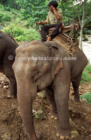 ELEPHANT TRIP